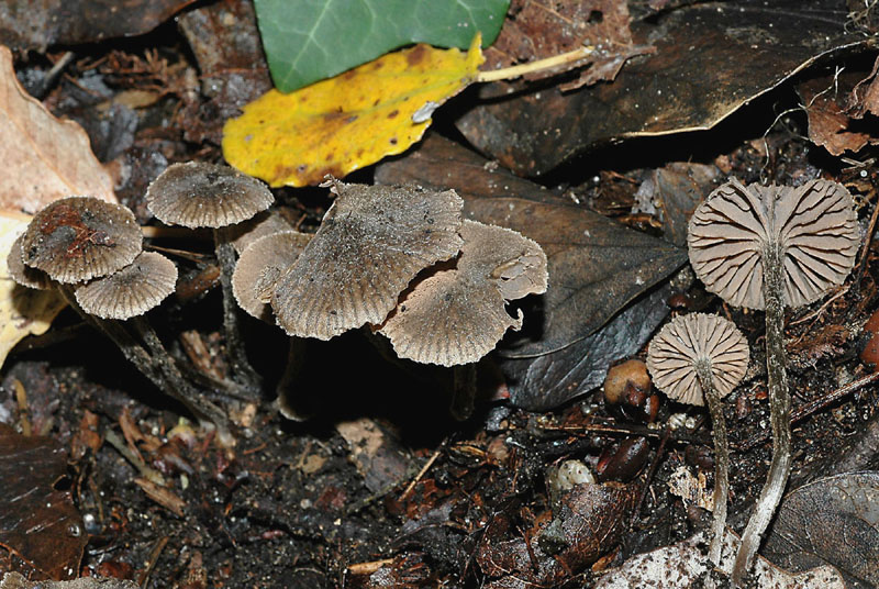 Fungo ingannevole - Quiz